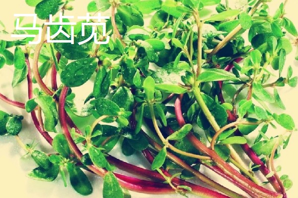 哪些经济作物适合懒人种植，推荐冬虫夏草、木姜子等