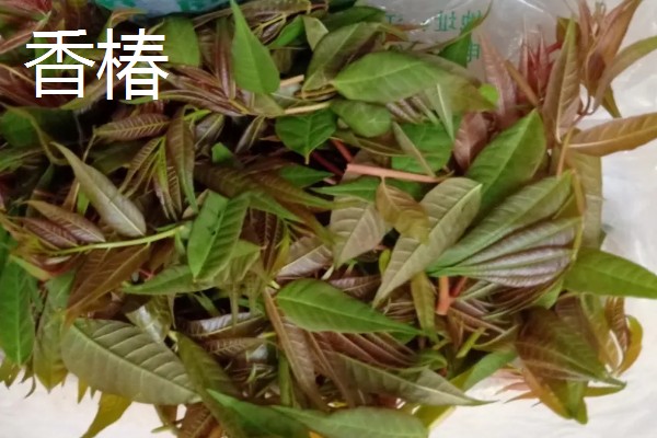 哪些经济作物适合懒人种植，推荐冬虫夏草、木姜子等