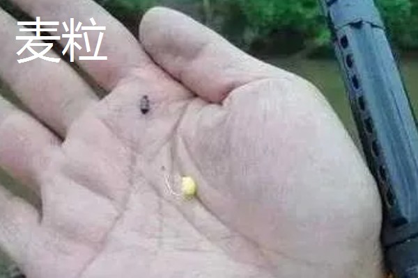 野钓适合用什么钩，根据目标鱼的特征做选择