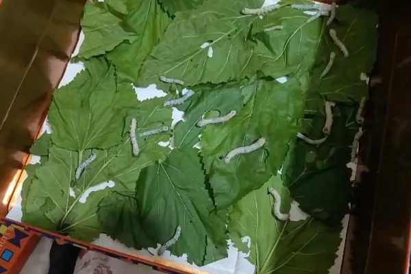 蚕吐绿水的原因，其实这是蚕中毒的表现