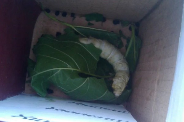 蚕吐绿水的原因，其实这是蚕中毒的表现