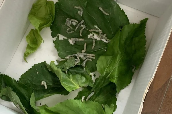 蚕吐绿水的原因，其实这是蚕中毒的表现