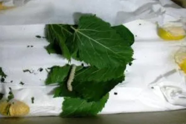 蚕吐绿水的原因，其实这是蚕中毒的表现