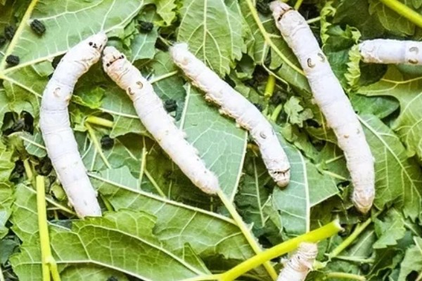 蚕吐绿水的原因，其实这是蚕中毒的表现