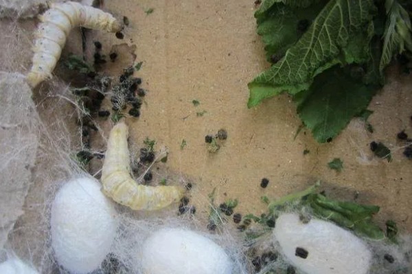 蚕吐绿水的原因，其实这是蚕中毒的表现