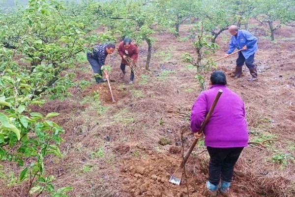 梨树怎么种植,穴内要放入稻草和基肥