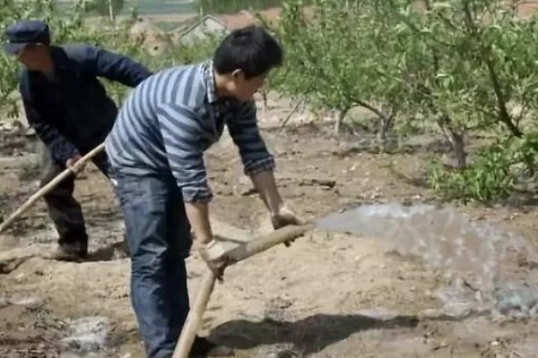 梨树怎么种植,穴内要放入稻草和基肥