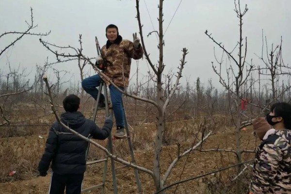 梨树怎么种植,穴内要放入稻草和基肥