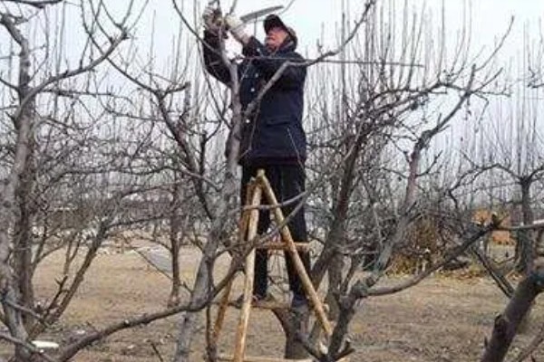 梨树怎么种植,穴内要放入稻草和基肥