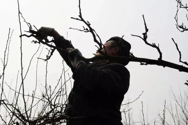 梨树怎么种植,穴内要放入稻草和基肥