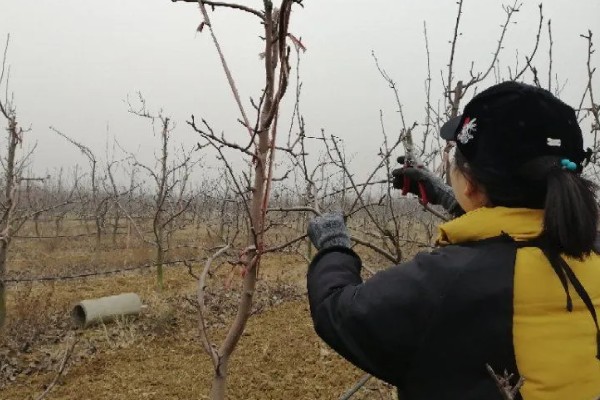 梨树怎么种植,穴内要放入稻草和基肥