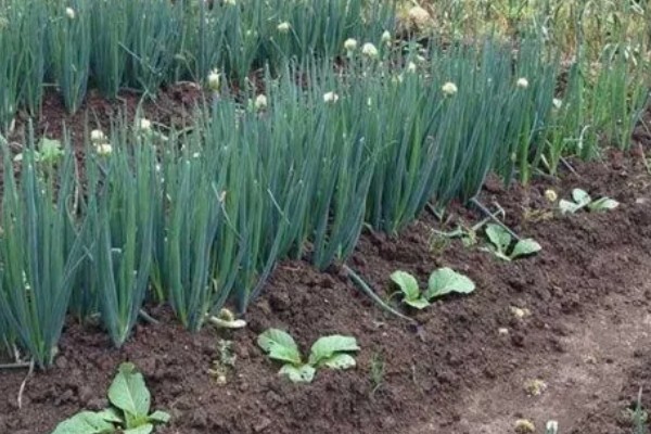 大葱的栽培技术，播前15-20天施足腐熟的有机肥