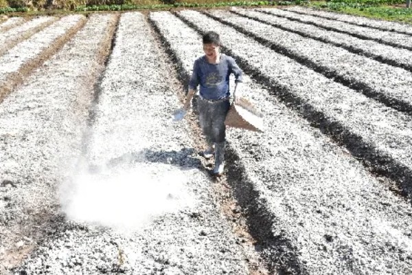 大葱的栽培技术，播前15-20天施足腐熟的有机肥