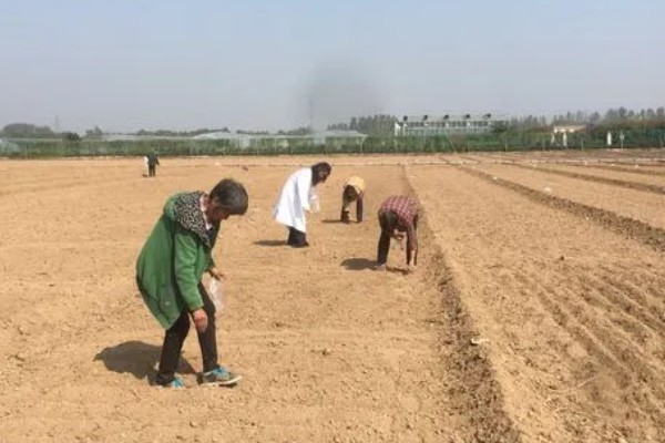 大葱的栽培技术，播前15-20天施足腐熟的有机肥