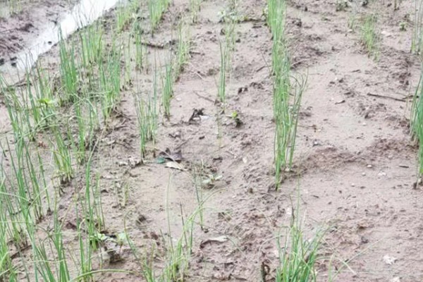 大葱的栽培技术，播前15-20天施足腐熟的有机肥