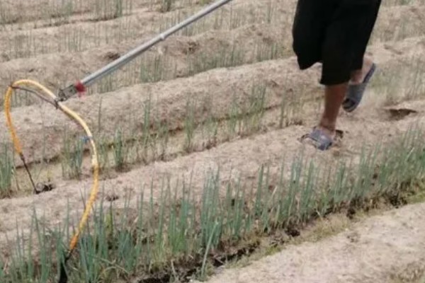 大葱的栽培技术，播前15-20天施足腐熟的有机肥