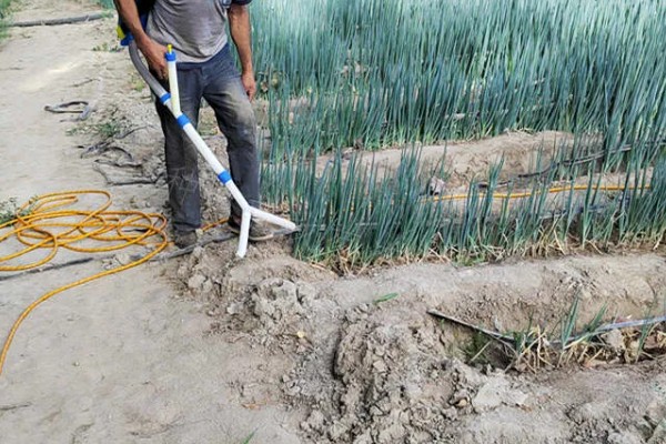 大葱的栽培技术，播前15-20天施足腐熟的有机肥