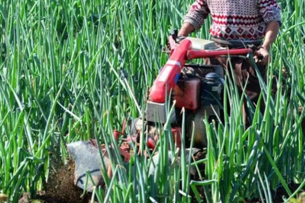 大葱的栽培技术，播前15-20天施足腐熟的有机肥