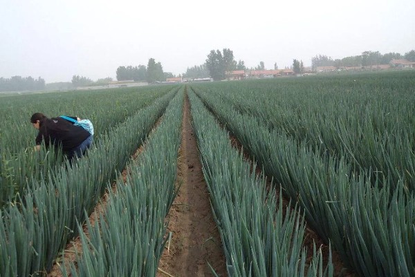 大葱的栽培技术，播前15-20天施足腐熟的有机肥