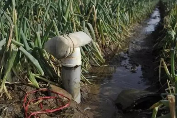 大葱的栽培技术，播前15-20天施足腐熟的有机肥