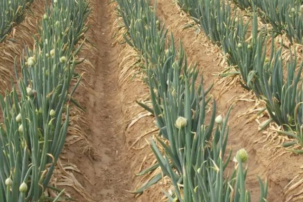 大葱的栽培技术，播前15-20天施足腐熟的有机肥