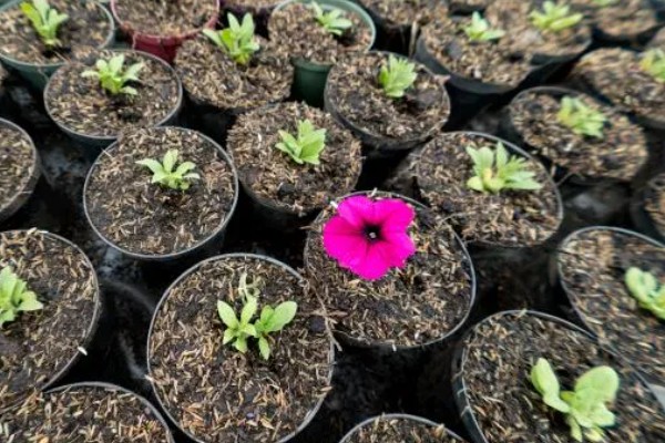 石竹花怎么育苗，浸泡种子后再播种