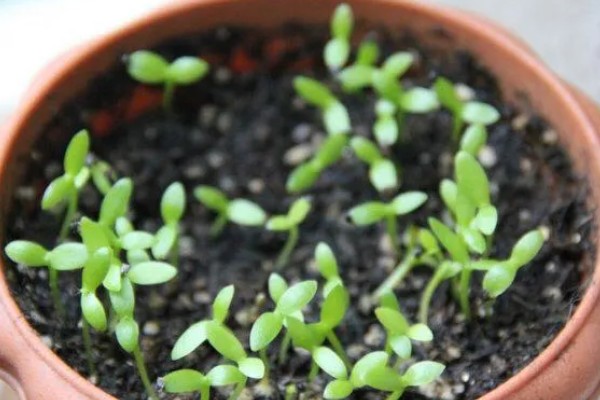 石竹花怎么育苗，浸泡种子后再播种