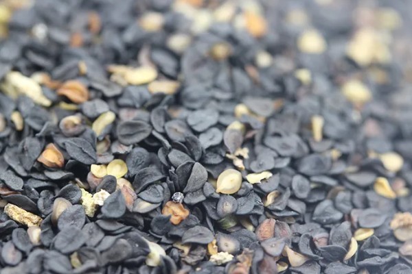 石竹花怎么育苗，浸泡种子后再播种