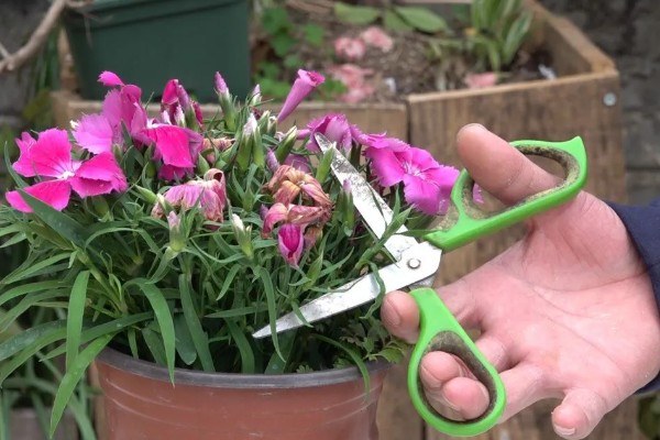 石竹花怎么育苗，浸泡种子后再播种