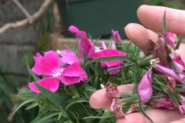 石竹花怎么育苗，浸泡种子后再播种