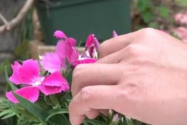 石竹花怎么育苗，浸泡种子后再播种