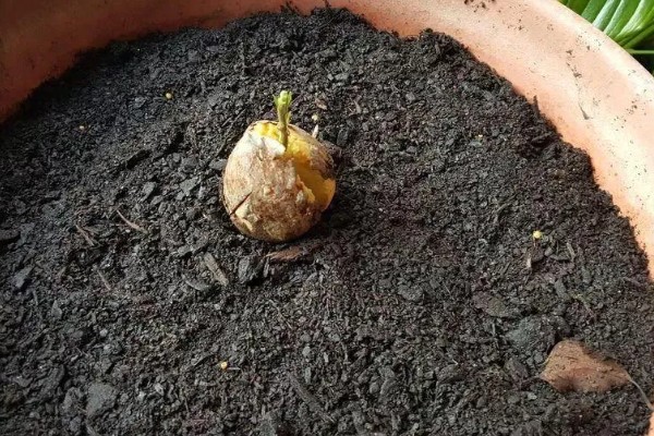 牛油果盆栽种植方法，要将其放在向阳的环境中养护