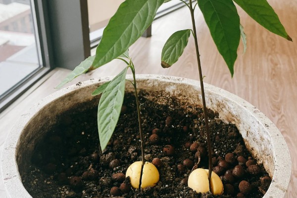 牛油果盆栽种植方法，要将其放在向阳的环境中养护