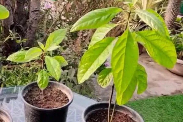 牛油果盆栽种植方法，要将其放在向阳的环境中养护