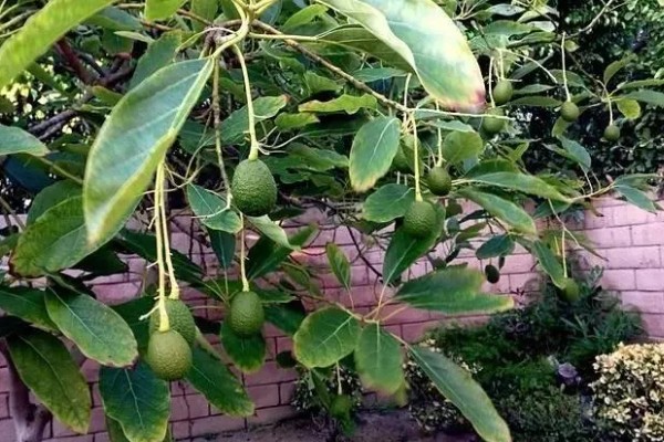 牛油果盆栽种植方法，要将其放在向阳的环境中养护