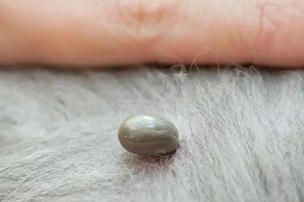 牛蜱虫用什么药治,可用杀螟松或倍硫磷