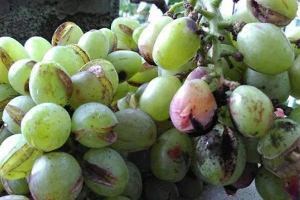 葡萄裂果有什么原因,生长期施肥不能过于单一