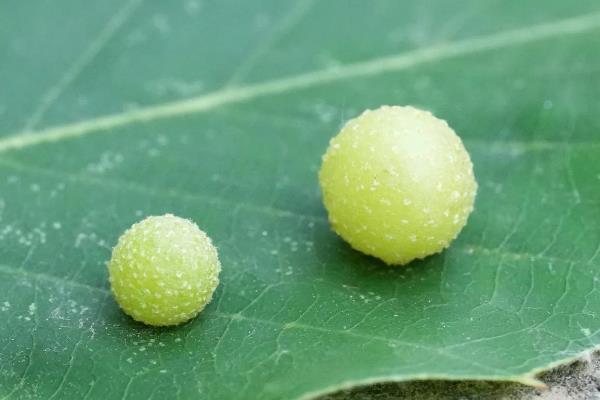 枸杞树生虫子用哪种药,不同的害虫用不同的药剂