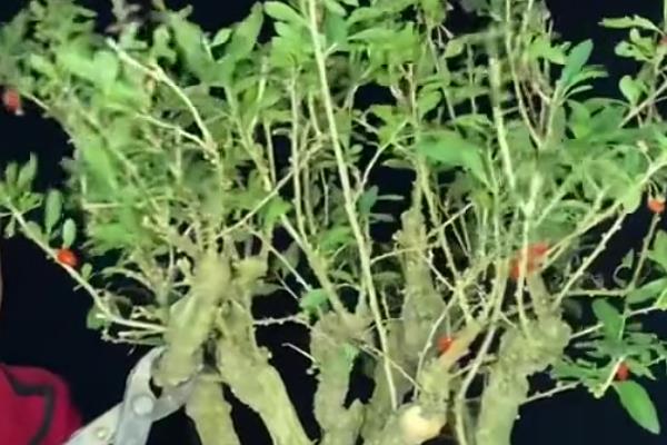 枸杞树生虫子用哪种药,不同的害虫用不同的药剂