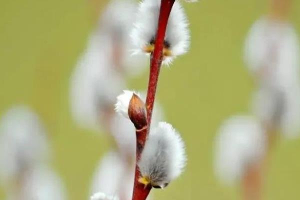 假花适合放在哪里，适合放在客厅茶几、阳台等