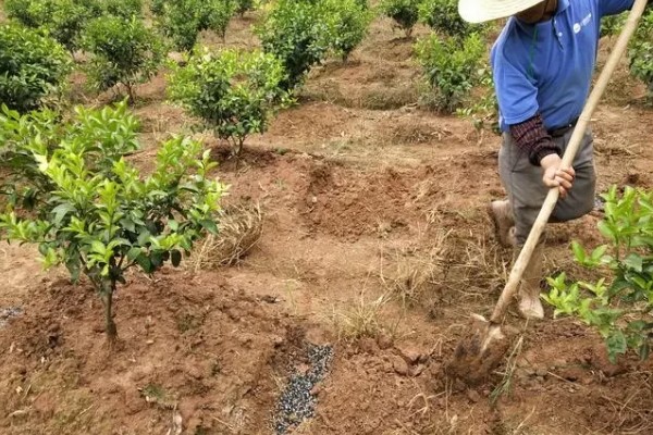 提高冰糖橙产量的方法,花期喷施叶面肥可提高坐果率