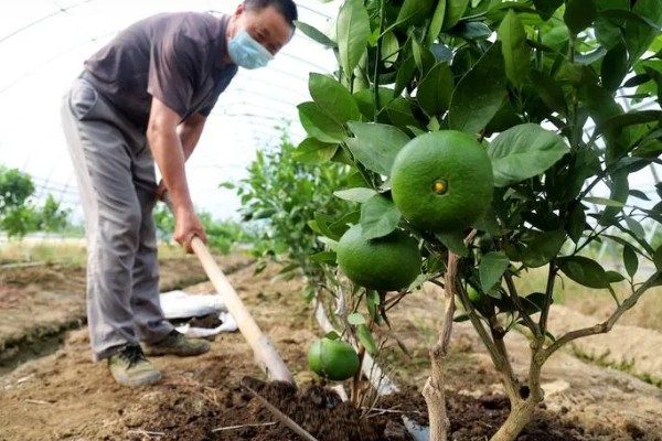 提高冰糖橙产量的方法,花期喷施叶面肥可提高坐果率