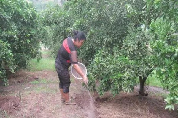 提高冰糖橙产量的方法,花期喷施叶面肥可提高坐果率