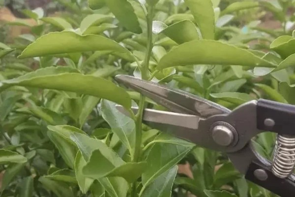 提高冰糖橙产量的方法,花期喷施叶面肥可提高坐果率