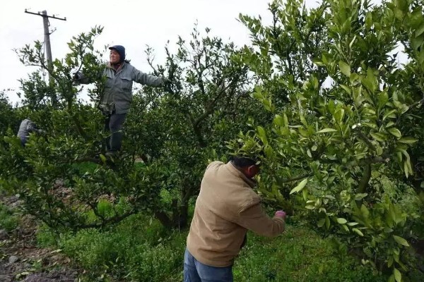提高冰糖橙产量的方法,花期喷施叶面肥可提高坐果率