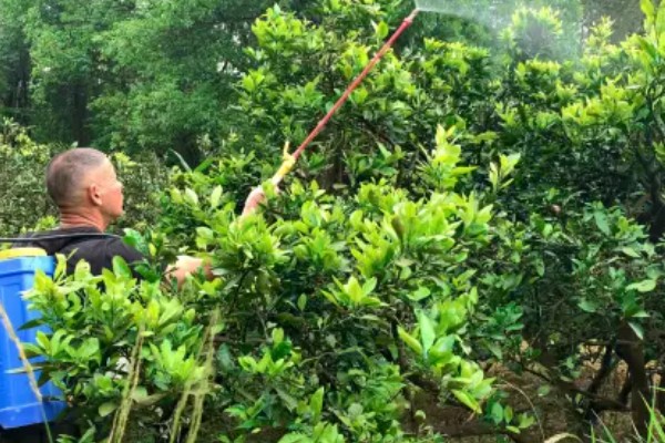 提高冰糖橙产量的方法,花期喷施叶面肥可提高坐果率