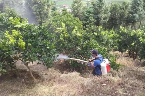提高冰糖橙产量的方法,花期喷施叶面肥可提高坐果率