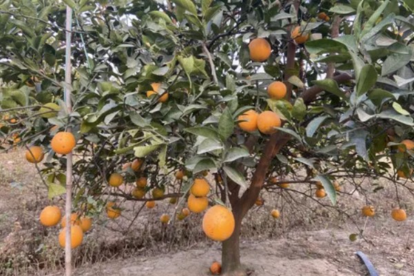 提高冰糖橙产量的方法,花期喷施叶面肥可提高坐果率