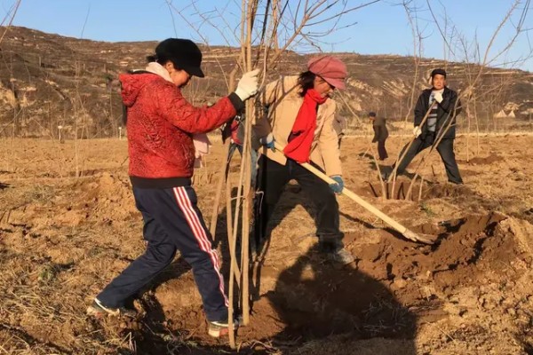 11月份是否适合种树，此时栽种成活率较高