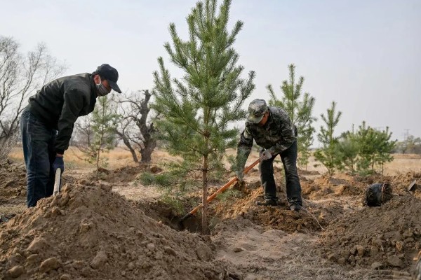 11月份是否适合种树，此时栽种成活率较高